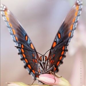 Meet your Posher, Karen